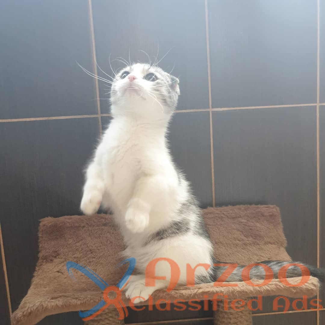 lovely scottish fold kittens for sale