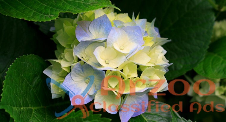 We are direct providers of Fresh Cut BG, SBLC MTN