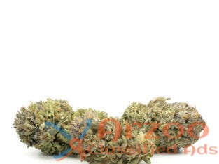 Buy Jungle boys cannabis, jungle boys weed online