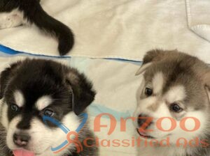 Irresistible Siberian Husky Puppy Seeking Loving H