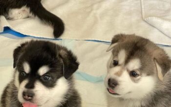Irresistible Siberian Husky Puppy Seeking Loving H