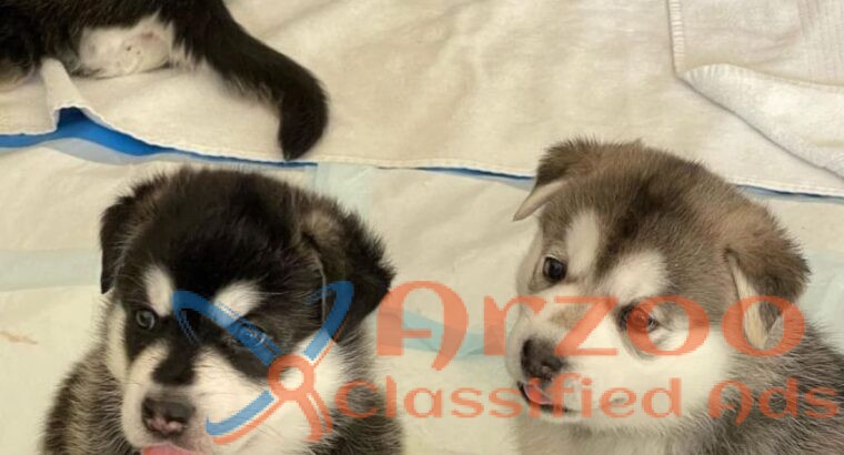 Irresistible Siberian Husky Puppy Seeking Loving H