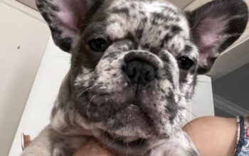 Mini French Bulldog Puppies
