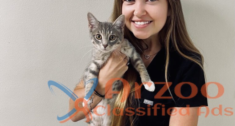 Boulevard Animal Hospital