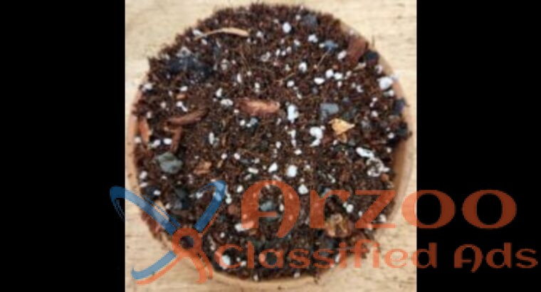 Magical Aroid Mix for Thriving Tropical Plants