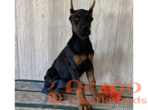 Doberman puppies sale – Doberman Pinscher Kennel