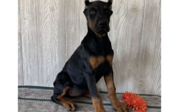 Doberman puppies sale – Doberman Pinscher Kennel