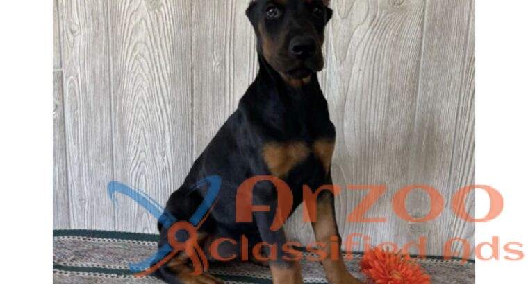 Doberman puppies sale – Doberman Pinscher Kennel