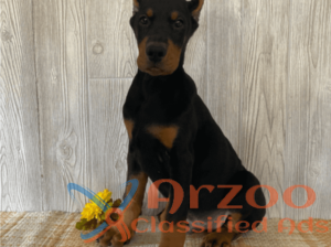 Quality Doberman ****** Puppies for Sale – Doberma