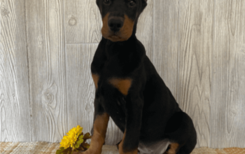 Quality Doberman ****** Puppies for Sale – Doberma